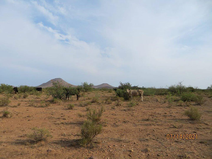 Cattle on C J Trap