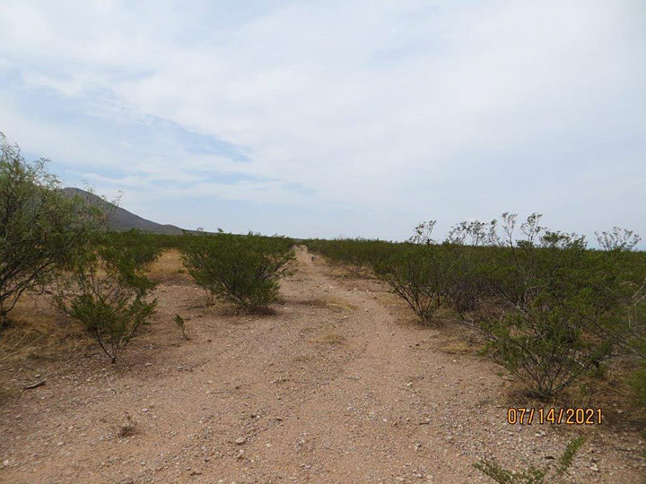 Looking Northeast at Road from 4th Trough in South Pasture